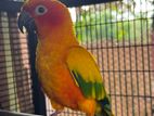 Sun Conure Pair