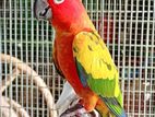 Sun Conure Female