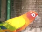 Sun Conure Female