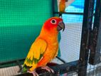 Sun Conure Female