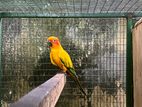 Sun Conure Female