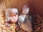 Sun Conure Chicks