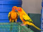 Sun Conure