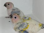 Sun Conure Bird