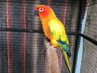 Sun Conures Birds