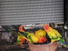 Sun Conure Birds