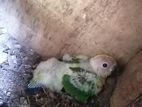 Sun conure