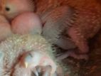 Sun Conures Chicks