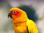 Sun Conure Bird