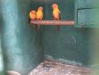 Sun Conure