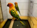 Sun Conure Birds