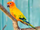 Sun Conure Bird