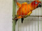 Sun Conure Bird