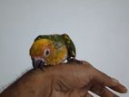 Sun Conure