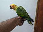 Sun Conure