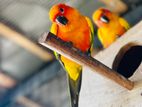 Sun Conure Bird