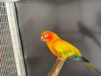 Sun Conure