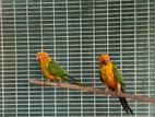 Sun Conure Bird