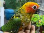 Sun Conure Male Bird
