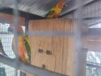 Sun Conures Birds