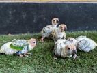 Sun Conure Chicks