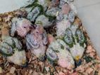 Sun Conure Chicks