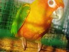 Sun Conure Birds