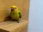 Sun Conure