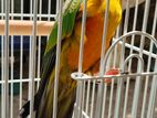 Sun Conure