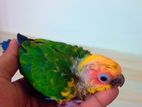 Sun Conure Bird