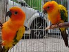 Sun Conure Bird