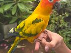 Sun conure