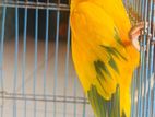 Sun Conure Birds