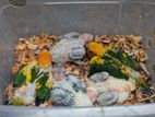 Sun Conure Chick
