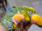 Sun Conure Birds