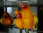 Sun conure