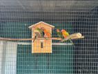 Sun Conure Bird