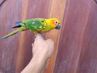Sun Conure Bird
