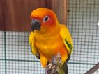 Sun Conure