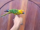 Sun Conure Bird