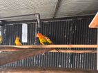 Sun Conure