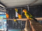 Sun Conure
