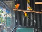 Sun Conures