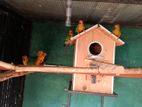 Sun Conure Bird