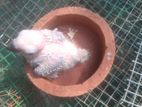 Sun conure