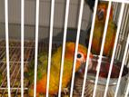 Sun Conure Birds