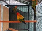 Sun Conure Birds