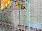 Sun Conure Bird