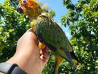 Sun Conure