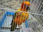 Sun Conure Bird